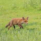 Oostvaardersplassen